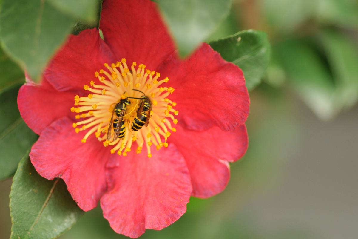 Carrollton Georgia - Pollinators